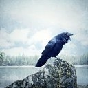 ���� Corvus Corax, ���������, 42 ���� - ��������� 1 ������ 2024 � ������ ���� ����������