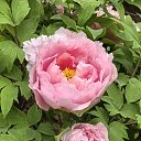 ���� ������, �����, 71 ��� - ��������� 27 ������ 2025 � ������ ���� ����������