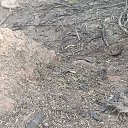 ���� Cc, �������, 55 ��� - ��������� 20 ��� 2026 � ������ ���� ����������