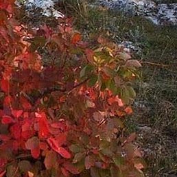 ����, ������, 44 ����