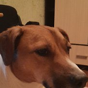 ������, 44 ����, ������