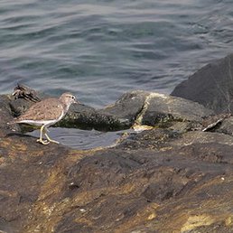 ��������, �������, 66 ���