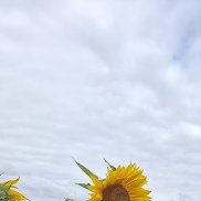 ������, 50 ���, ������