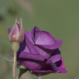 �����, ������, 55 ���