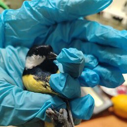 ���� �������, ���������, 35 ��� - ��������� 14 ������ 2026