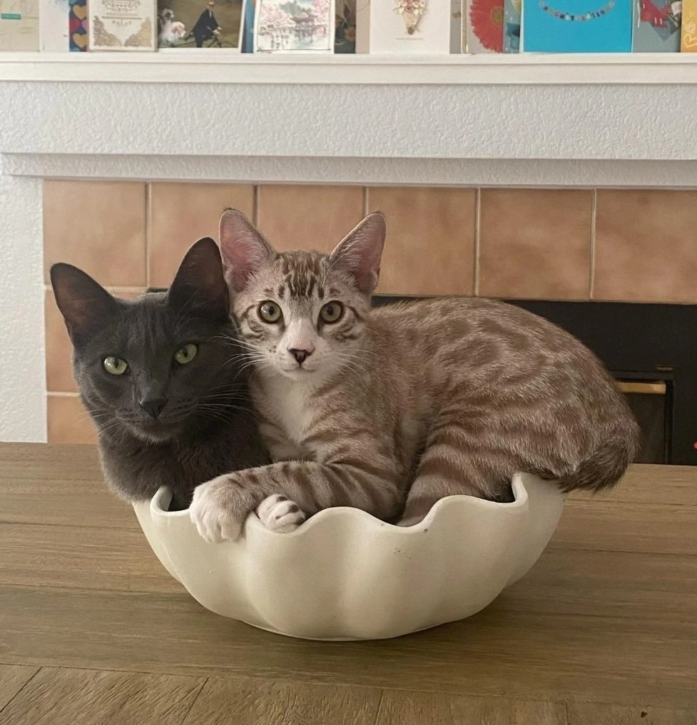 ��� ����������� ��������� � ��������)