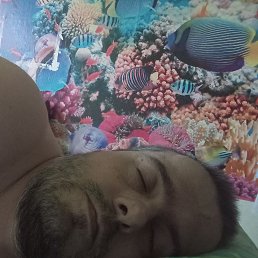 ����, 41 ���, ��������