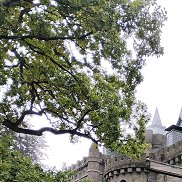 �����, 53 ����, ��������