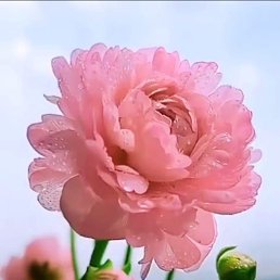 ���� ���������, ����, 41 ��� - ��������� 10 ���� 2025