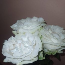 Valera, �����, 27 ���