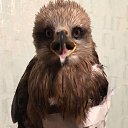 ������ ��� ����� �� ������� ���� ����������