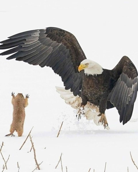 ����������� ������ ���������� ���������� ����� ������� - 2