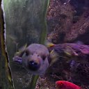 ���� ������, ���������, 33 ���� - ��������� 15 ���� 2025 � ������ ���� ����������