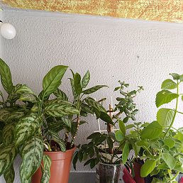 ����, �����, 29 ���