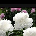 ���� ����, ������-��-����, 37 ��� - ��������� 16 ������� 2025 � ������ ���� ����������