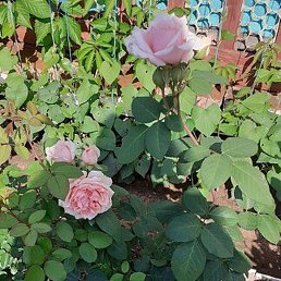 �����, ������, 42 ����