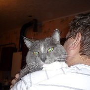 �������, 41 ���, �������