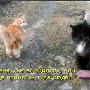 ���� Nikolay, �����, 61 ��� - ��������� 17 ������� 2026