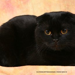 ���� ��������, ��������, 48 ��� - ��������� 26 ����� 2025