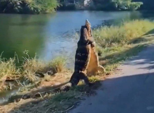 В Таиланде удалось запечатлеть двух варанов, которые выглядели как влюбленная пара. Рептилии стояли ... - 2