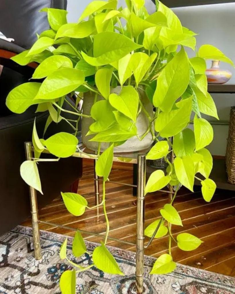    (Epipremnum pinnatum Golden Pothos) -     ...