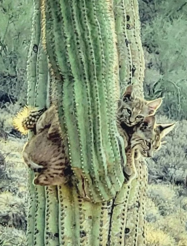      :    .      ... - 10