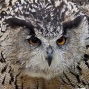 ���� Ler, ������, 52 ���� - ��������� 18 ������ 2024