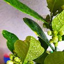 ����� ��������� ����� �� ������� ���� ����������