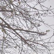 ����, 49 ���, ������