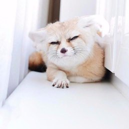 �����, ������ ��������, 29 ���