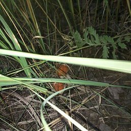 �������, �����, 42 ����