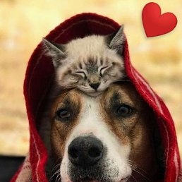 ���� ��������, ������, 37 ��� - ��������� 20 ������ 2023