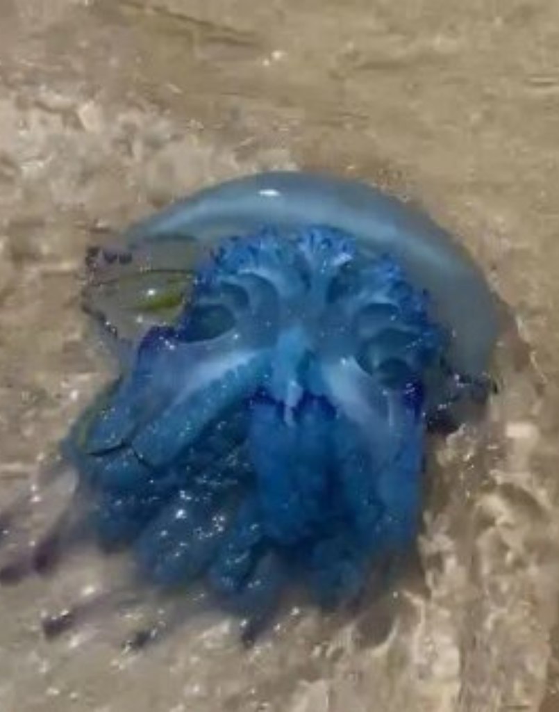 Отпуск с ожогом: россияне боятся купаться в Тунисе из-за нашествия медуз! На пляжах Туниса туристы ... - 2