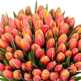 �������, ������, 50 ���