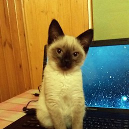 ������, ���������