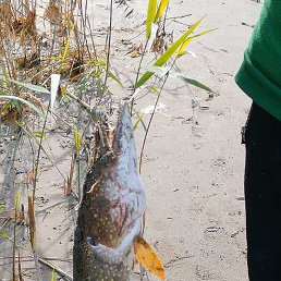 ������, ������, 49 ���