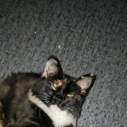 ������, ��������, 38 ���