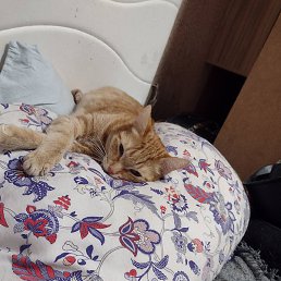 ����� ����������, �����-���������, 42 ����