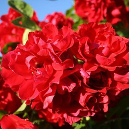 �����, ������