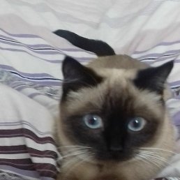 ????�, ����, 49 ���
