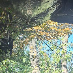 �����, ������, 50 ���