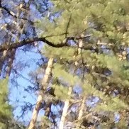 Timur, 55 ���, ������