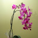 ���� Beata, �������, 50 ��� - ��������� 25 ������ 2026