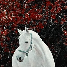 �.�., �����, 61 ���