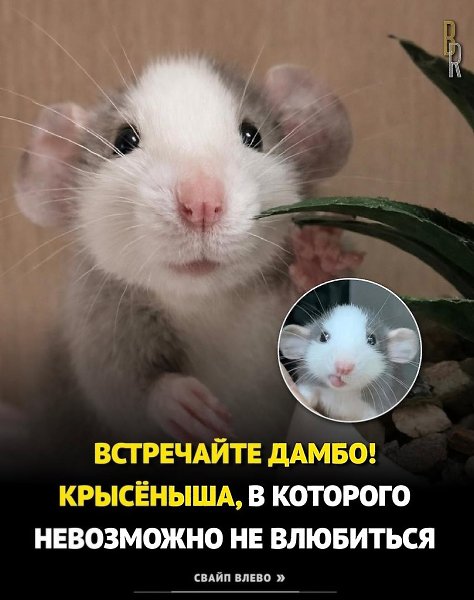 ��������,���