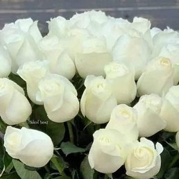 ������, ������, 34 ����