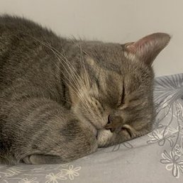 ���������, ������, 37 ���