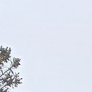 �������, 45 ���, ������