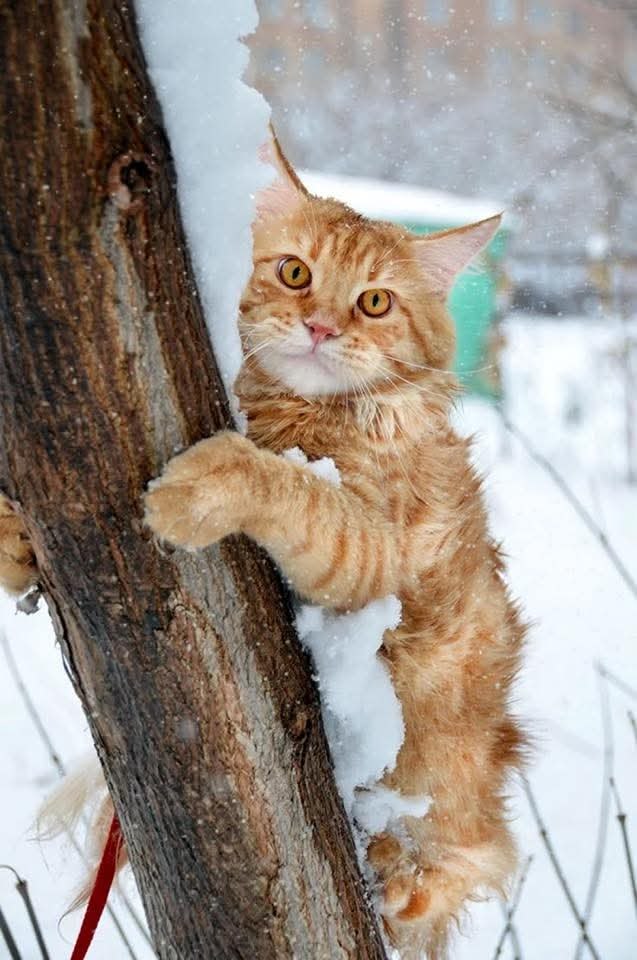 �������� ������� ����� ���� � ���, ���� � ���� �� ������: ��� ���� ������ � ������.******� ����, � ...