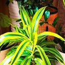 ���� Uegenia, ʸ���, 65 ��� - ��������� 22 �������� 2025 � ������ ���� ����������